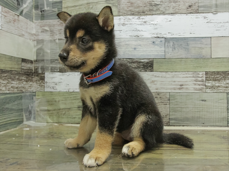 愛知県の柴犬(標準サイズ) (ワンラブ名古屋守山インター総本店/2025年6月21日生まれ/女の子/黒)の子犬の2枚目の画像