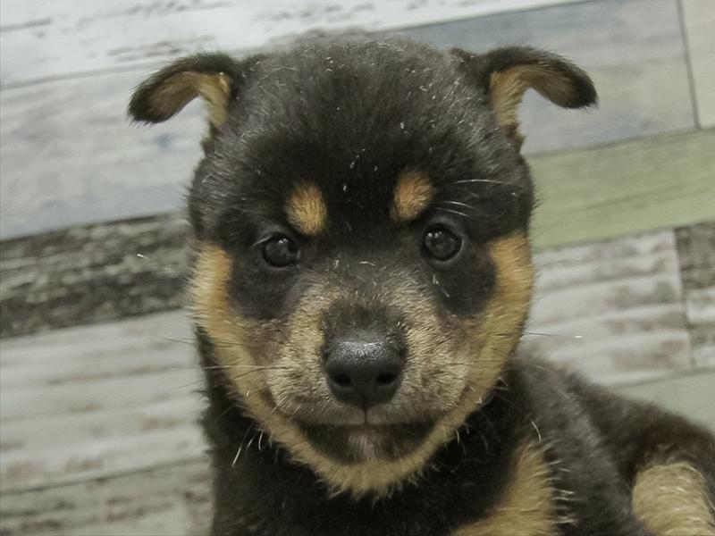 愛知県の柴犬(標準サイズ) (ワンラブ名古屋守山インター総本店/2025年6月21日生まれ/男の子/黒)の子犬の1枚目の画像