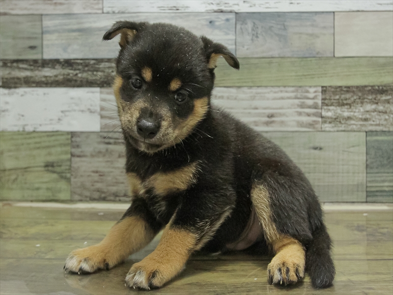 愛知県の柴犬(標準サイズ) (ワンラブ名古屋守山インター総本店/2025年6月21日生まれ/男の子/黒)の子犬の2枚目の画像