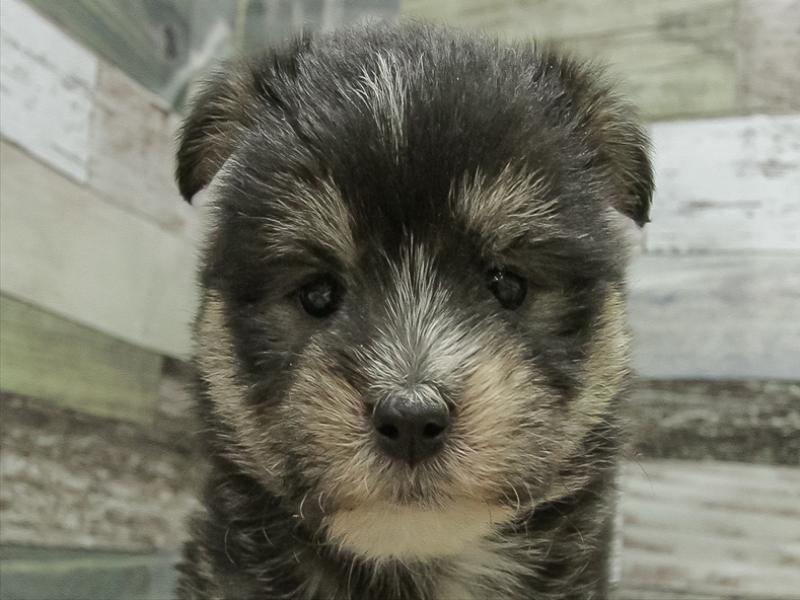 愛知県のハーフ犬・ミックス犬 (ワンラブ名古屋守山インター総本店/2025年6月21日生まれ/男の子/黒)の子犬の1枚目の画像