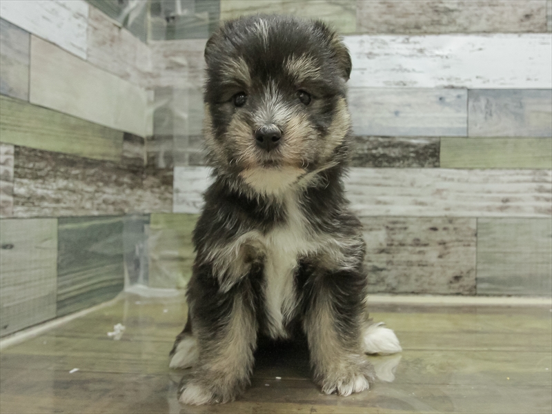 愛知県のハーフ犬・ミックス犬 (ワンラブ名古屋守山インター総本店/2025年6月21日生まれ/男の子/黒)の子犬の3枚目の画像