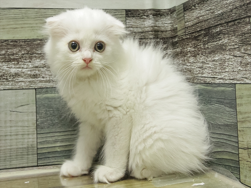 愛知県のスコティッシュフォールド (ワンラブ名古屋守山インター総本店/2025年6月14日生まれ/男の子/ホワイト)の子猫の2枚目の画像