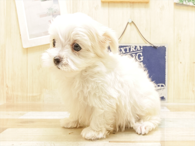 愛知県のマルチーズ (ワンラブ名古屋守山インター総本店/2025年6月20日生まれ/男の子/ホワイト)の子犬の2枚目の画像
