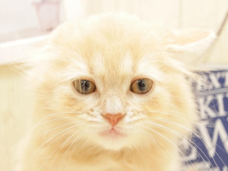 愛知県のスコティッシュフォールド (ワンラブ名古屋守山インター総本店/2025年6月22日生まれ/男の子/クリームタビー)の子猫の1枚目の画像
