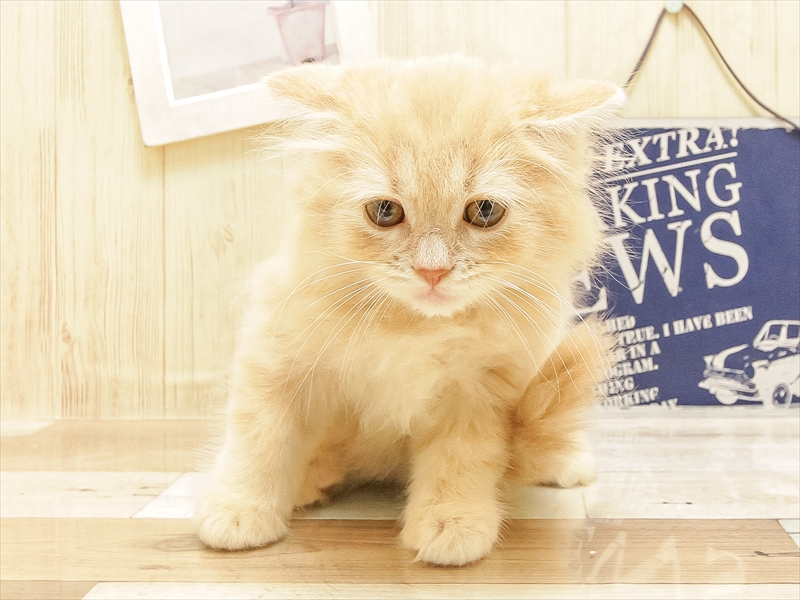 愛知県のスコティッシュフォールド (ワンラブ名古屋守山インター総本店/2025年6月22日生まれ/男の子/クリームタビー)の子猫の3枚目の画像