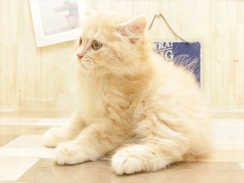 愛知県のスコティッシュフォールド (ワンラブ名古屋守山インター総本店/2025年6月22日生まれ/男の子/クリームタビー)の子猫の2枚目の画像