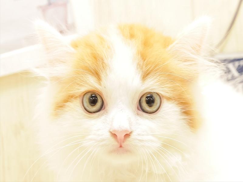 愛知県のスコティッシュフォールド (ワンラブ名古屋守山インター総本店/2025年6月22日生まれ/男の子/レッドタビーホワイト)の子猫の1枚目の画像