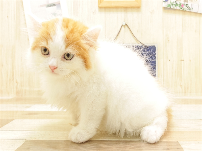 愛知県のスコティッシュフォールド (ワンラブ名古屋守山インター総本店/2025年6月22日生まれ/男の子/レッドタビーホワイト)の子猫の2枚目の画像