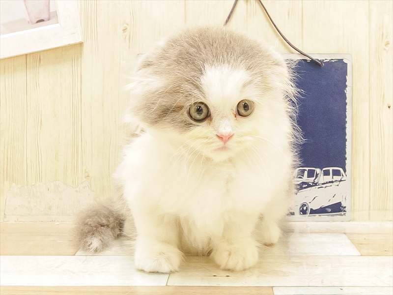 愛知県のスコティッシュフォールド (ワンラブららぽーと愛知東郷店/2025年6月22日生まれ/男の子/ブルータビーホワイト)の子猫の3枚目の画像