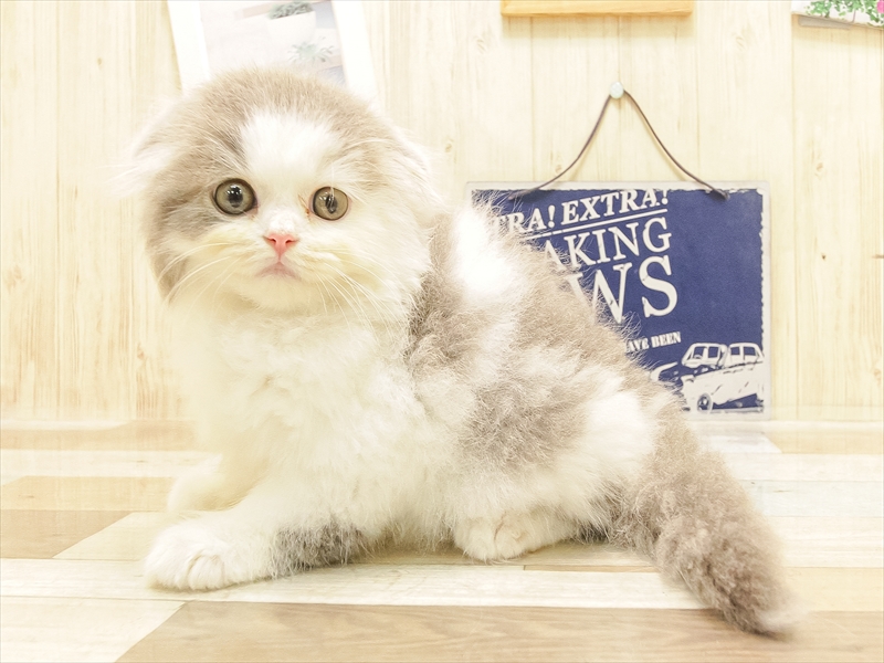 愛知県のスコティッシュフォールド (ワンラブららぽーと愛知東郷店/2025年6月22日生まれ/男の子/ブルータビーホワイト)の子猫の2枚目の画像