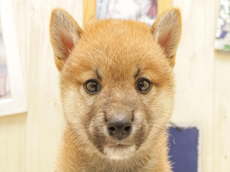 岩手県の柴犬(標準サイズ) (ワンラブイオンモール盛岡店/2025年6月14日生まれ/男の子/赤)の子犬