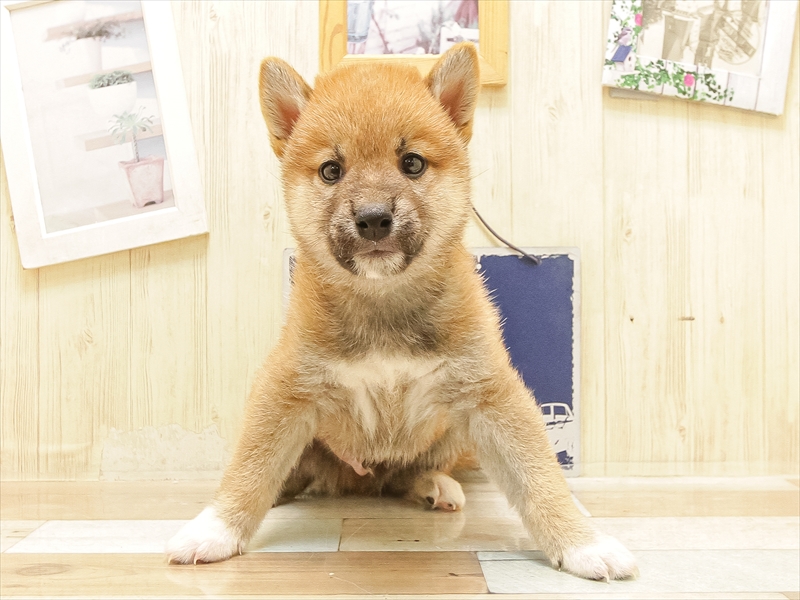 岩手県の柴犬(標準サイズ) (ワンラブイオンモール盛岡店/2025年6月14日生まれ/男の子/赤)の子犬の3枚目の画像