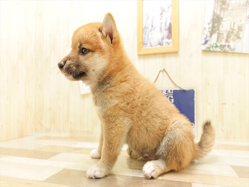 岩手県の柴犬(標準サイズ) (ワンラブイオンモール盛岡店/2025年6月14日生まれ/男の子/赤)の子犬の2枚目の画像