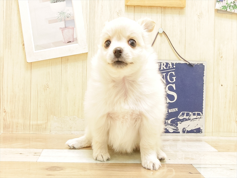 愛知県のポメチワ/チワポメ/ポメチー(ポメラニアン×チワワ) (ワンラブ名古屋守山インター総本店/2025年6月21日生まれ/女の子/ホワイト)の子犬の3枚目の画像
