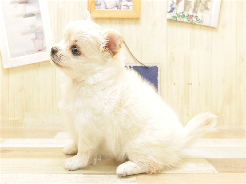 愛知県のポメチワ/チワポメ/ポメチー(ポメラニアン×チワワ) (ワンラブ名古屋守山インター総本店/2025年6月21日生まれ/女の子/ホワイト)の子犬の2枚目の画像
