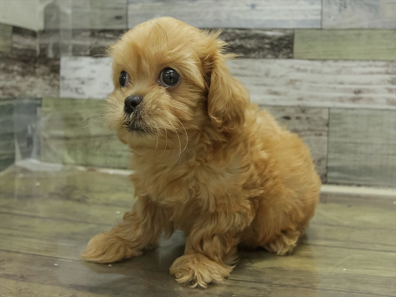 愛知県のペキプー(ペキニーズ×プードル) (ワンラブ名古屋守山インター総本店/2025年6月18日生まれ/男の子/アプリコット)の子犬の2枚目の画像