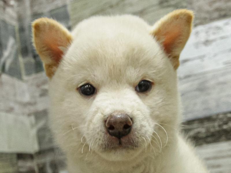 香川県の柴犬(標準サイズ) (ワンラブゆめタウン三豊店/2025年6月21日生まれ/男の子/白)の子犬の1枚目の画像