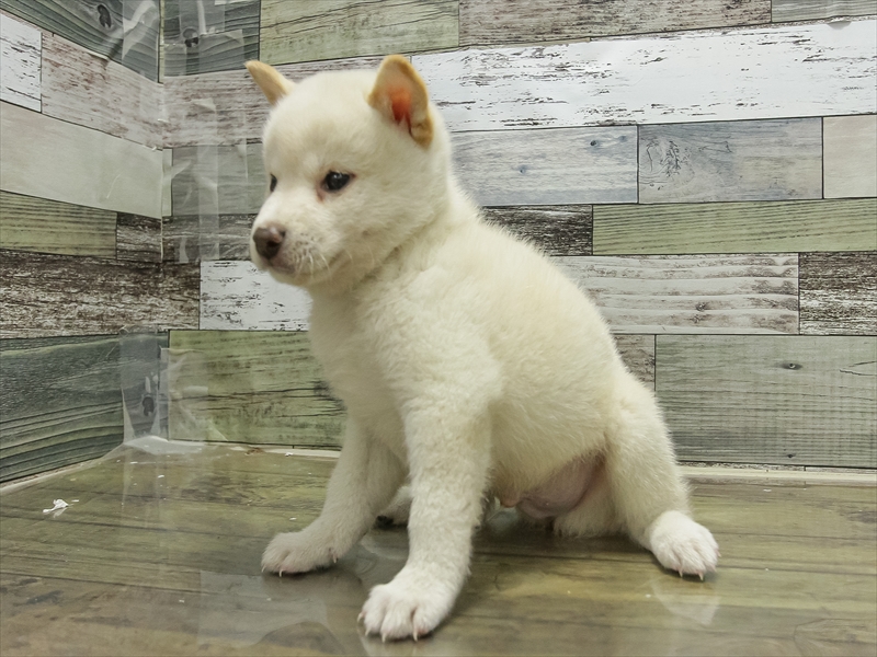香川県の柴犬(標準サイズ) (ワンラブゆめタウン三豊店/2025年6月21日生まれ/男の子/白)の子犬の2枚目の画像