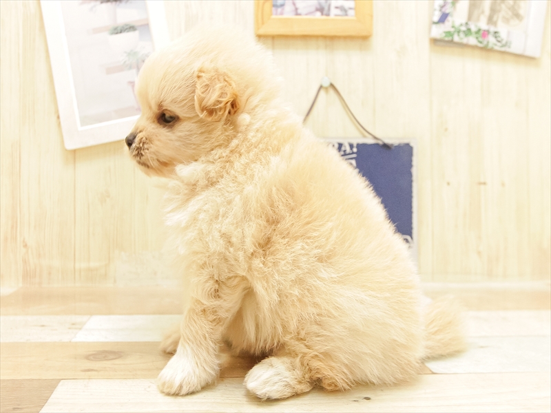 愛知県のポメプー(ポメラニアン×プードル) (ワンラブ名古屋守山インター総本店/2025年6月21日生まれ/男の子/クリーム)の子犬の2枚目の画像