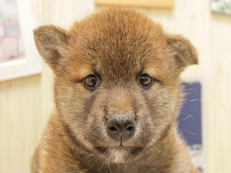 愛知県の柴犬(標準サイズ) (ワンラブ名古屋守山インター総本店/2025年6月21日生まれ/男の子/赤)の子犬の1枚目の画像