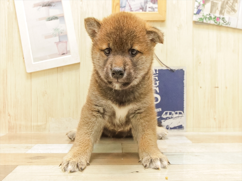 愛知県の柴犬(標準サイズ) (ワンラブ名古屋守山インター総本店/2025年6月21日生まれ/男の子/赤)の子犬の3枚目の画像