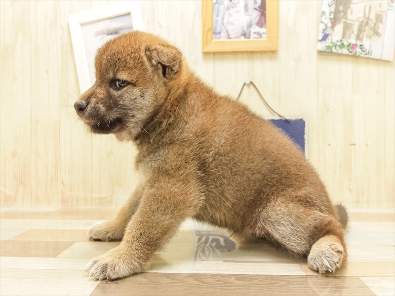 愛知県の柴犬(標準サイズ) (ワンラブ名古屋守山インター総本店/2025年6月21日生まれ/男の子/赤)の子犬の2枚目の画像