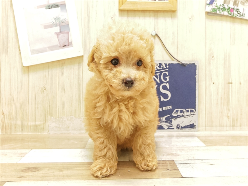 愛知県のトイプードル(トイ) (ワンラブ名古屋守山インター総本店/2025年6月20日生まれ/女の子/アプリコット)の子犬の3枚目の画像