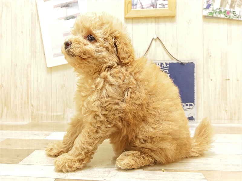 愛知県のトイプードル(トイ) (ワンラブ名古屋守山インター総本店/2025年6月20日生まれ/女の子/アプリコット)の子犬の2枚目の画像