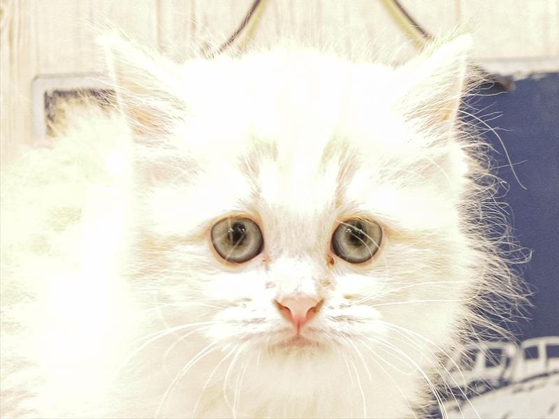 愛知県のサイベリアン (ワンラブ星崎店(FC)/2025年6月21日生まれ/女の子/カメオホワイト)の子猫の1枚目の画像