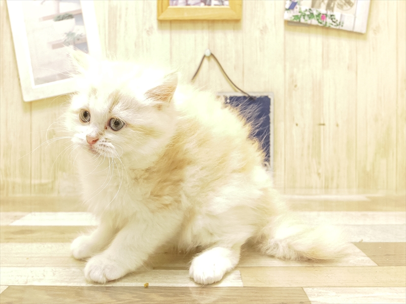 愛知県のサイベリアン (ワンラブ星崎店(FC)/2025年6月21日生まれ/女の子/カメオホワイト)の子猫の2枚目の画像