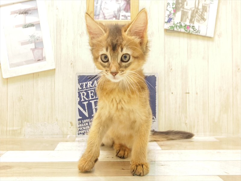 福岡県のソマリ (ワンラブ福岡総本店/2025年6月20日生まれ/女の子/ルディ)の子猫の3枚目の画像