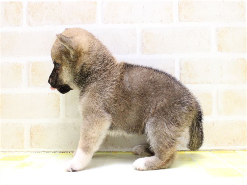 埼玉県の豆柴 (ワンラブアリオ川口店/2025年6月21日生まれ/男の子/赤)の子犬の3枚目の画像