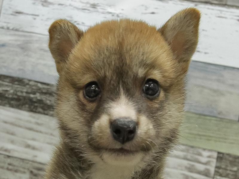 兵庫県の豆柴 (ワンラブブルメール舞多聞店/2025年6月20日生まれ/男の子/赤)の子犬の1枚目の画像