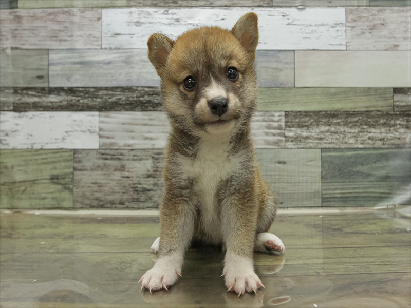 兵庫県の豆柴 (ワンラブブルメール舞多聞店/2025年6月20日生まれ/男の子/赤)の子犬の3枚目の画像