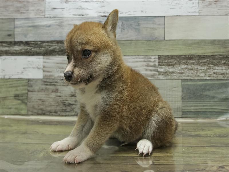 兵庫県の豆柴 (ワンラブブルメール舞多聞店/2025年6月20日生まれ/男の子/赤)の子犬の2枚目の画像