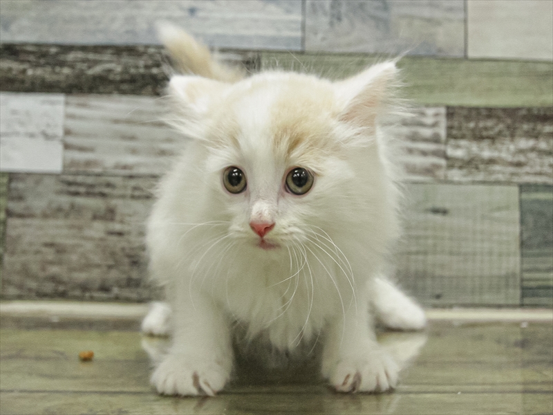 愛知県のスコティッシュフォールド (ワンラブ名古屋守山インター総本店/2025年6月22日生まれ/男の子/クリームホワイト)の子猫の3枚目の画像