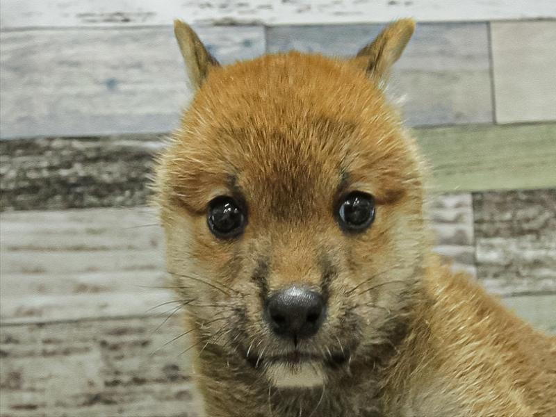 愛知県の柴犬(標準サイズ) (ワンラブ名古屋守山インター総本店/2025年6月21日生まれ/女の子/赤)の子犬の1枚目の画像