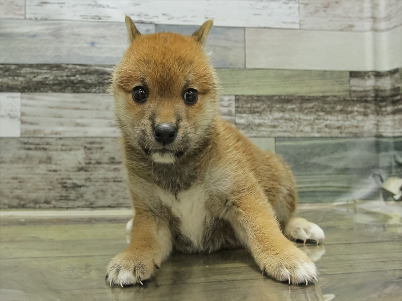 愛知県の柴犬(標準サイズ) (ワンラブ名古屋守山インター総本店/2025年6月21日生まれ/女の子/赤)の子犬の3枚目の画像