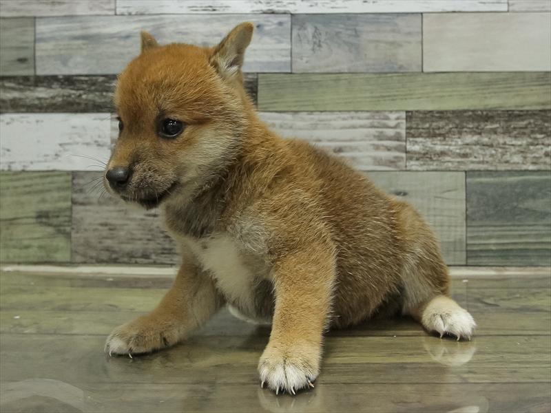 愛知県の柴犬(標準サイズ) (ワンラブ名古屋守山インター総本店/2025年6月21日生まれ/女の子/赤)の子犬の2枚目の画像