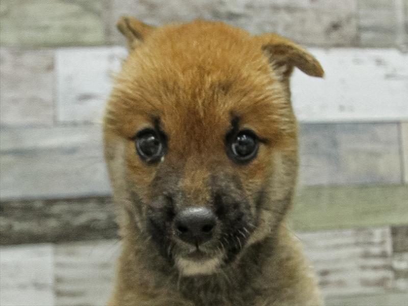 愛知県の柴犬(標準サイズ) (ワンラブ名古屋守山インター総本店/2025年6月21日生まれ/女の子/赤)の子犬の1枚目の画像