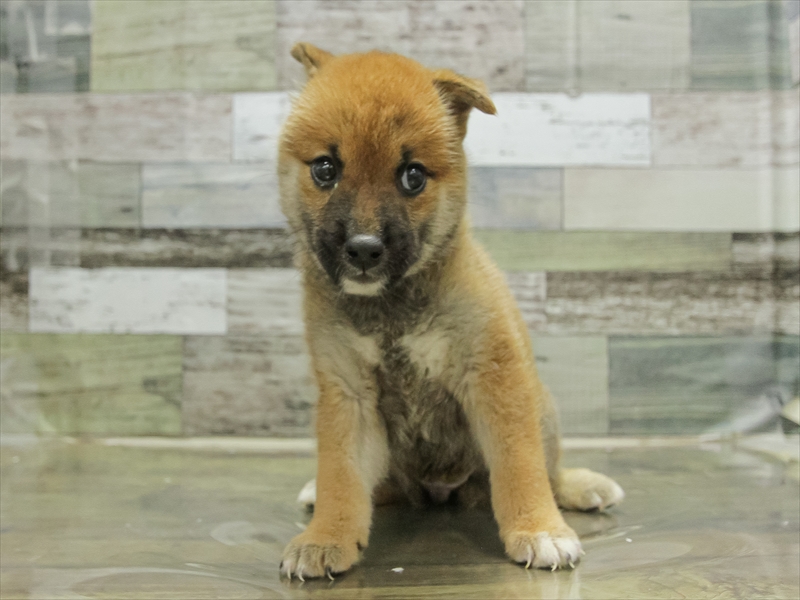 愛知県の柴犬(標準サイズ) (ワンラブ名古屋守山インター総本店/2025年6月21日生まれ/女の子/赤)の子犬の3枚目の画像