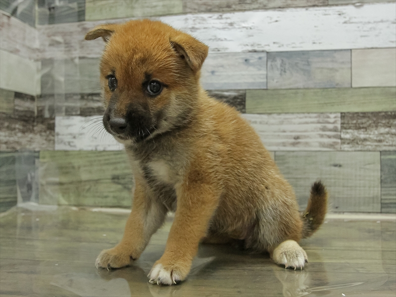愛知県の柴犬(標準サイズ) (ワンラブ名古屋守山インター総本店/2025年6月21日生まれ/女の子/赤)の子犬の2枚目の画像