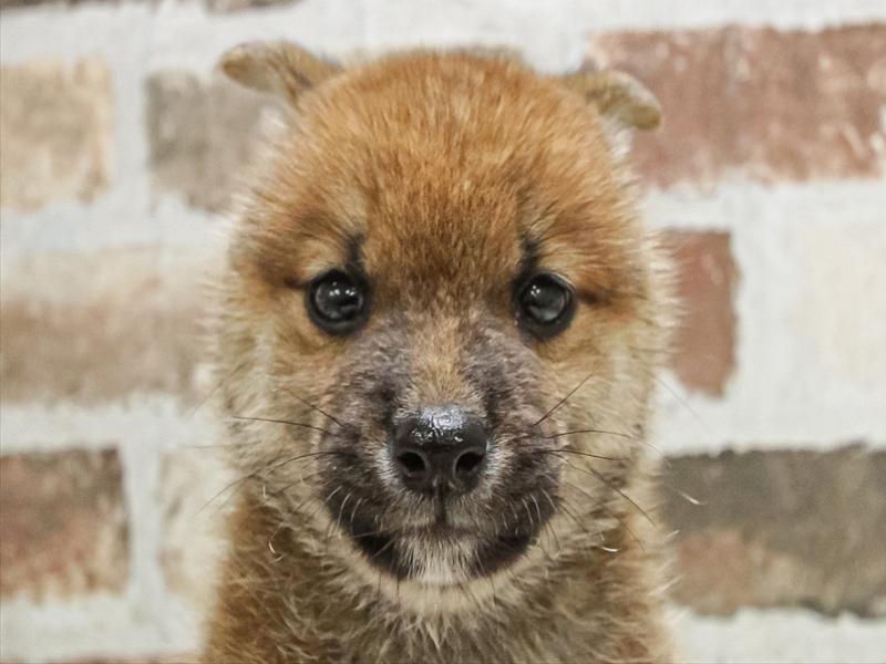 愛知県の柴犬(標準サイズ) (ワンラブ名古屋守山インター総本店/2025年6月21日生まれ/男の子/赤)の子犬の1枚目の画像