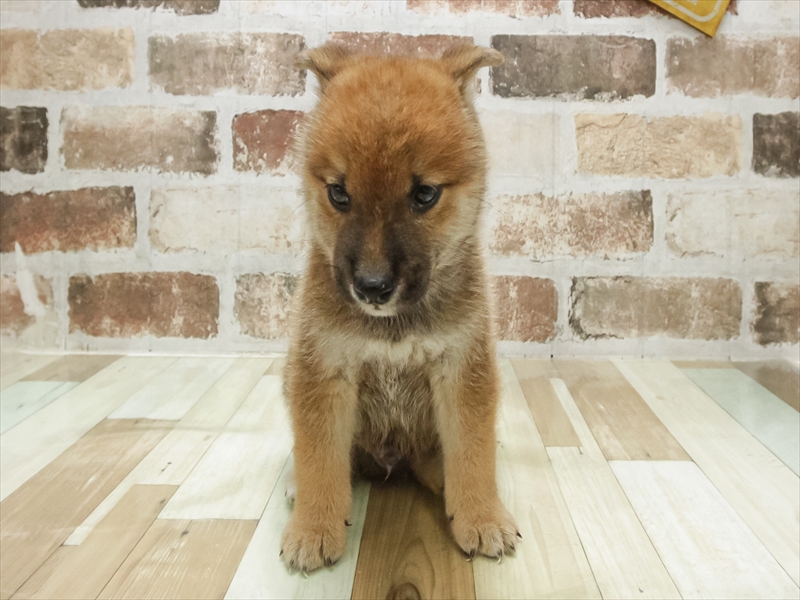 愛知県の柴犬(標準サイズ) (ワンラブ名古屋守山インター総本店/2025年6月21日生まれ/男の子/赤)の子犬の3枚目の画像