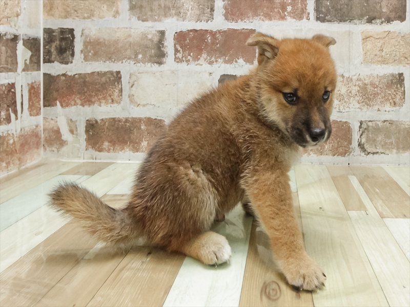 愛知県の柴犬(標準サイズ) (ワンラブ名古屋守山インター総本店/2025年6月21日生まれ/男の子/赤)の子犬の2枚目の画像