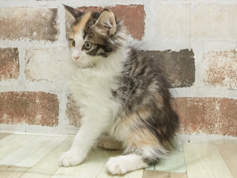 愛知県のノルウェージャンフォレストキャット (ワンラブ名古屋守山インター総本店/2025年6月20日生まれ/女の子/ブラウンパッチドタビーホワイト)の子猫の2枚目の画像