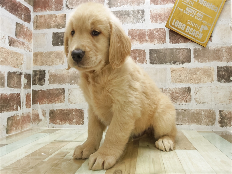 香川県のゴールデンレトリバー (ワンラブゆめタウン三豊店/2025年6月22日生まれ/男の子/ゴールデン)の子犬の2枚目の画像