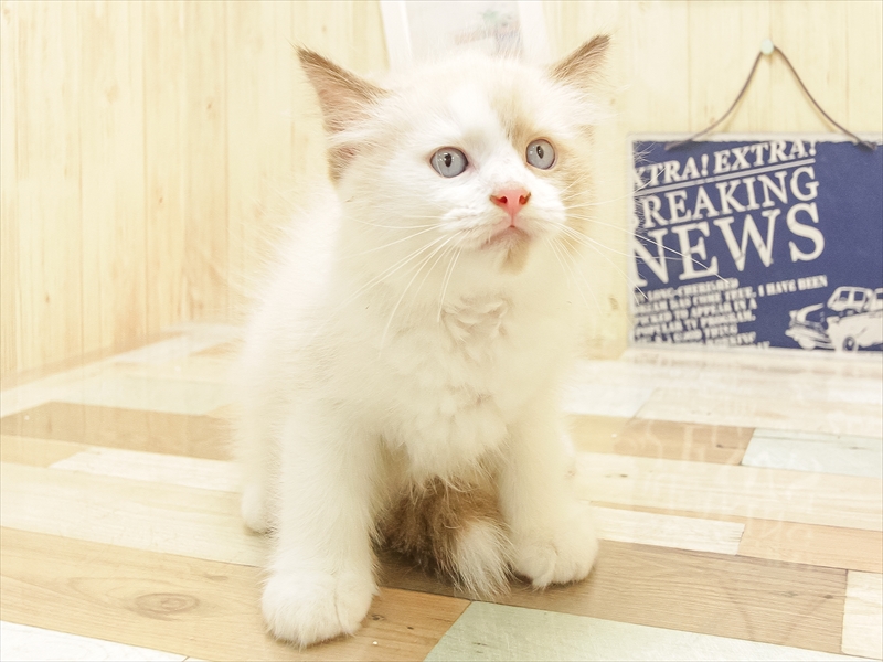 福岡県のラグドール (ワンラブ福岡総本店/2025年6月21日生まれ/男の子/シールポイントバイカラー)の子猫の3枚目の画像