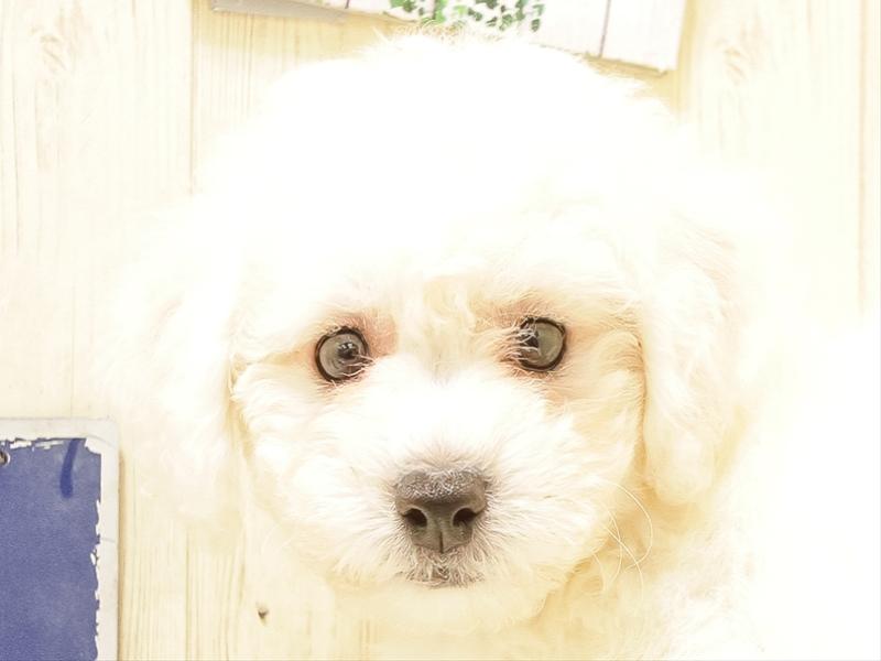 青森県のビションフリーゼ (ワンラブエルムの街店/2025年6月21日生まれ/男の子/ホワイト)の子犬の1枚目の画像
