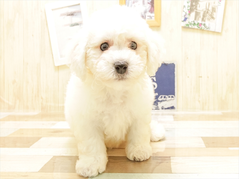 青森県のビションフリーゼ (ワンラブエルムの街店/2025年6月21日生まれ/男の子/ホワイト)の子犬の3枚目の画像